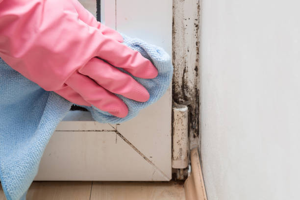 Best Commercial Mold Remediation in USA